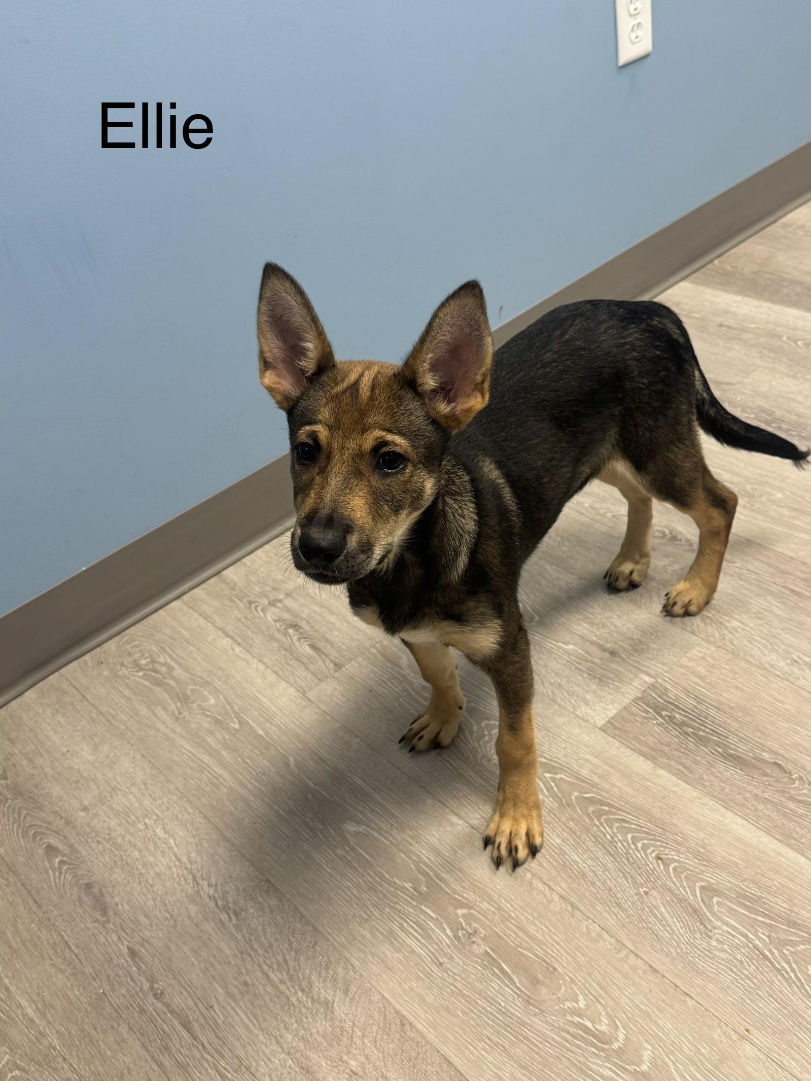 Enlarge Ellie, a Adoptable Shepherd in Ulster, PA image 1/1
