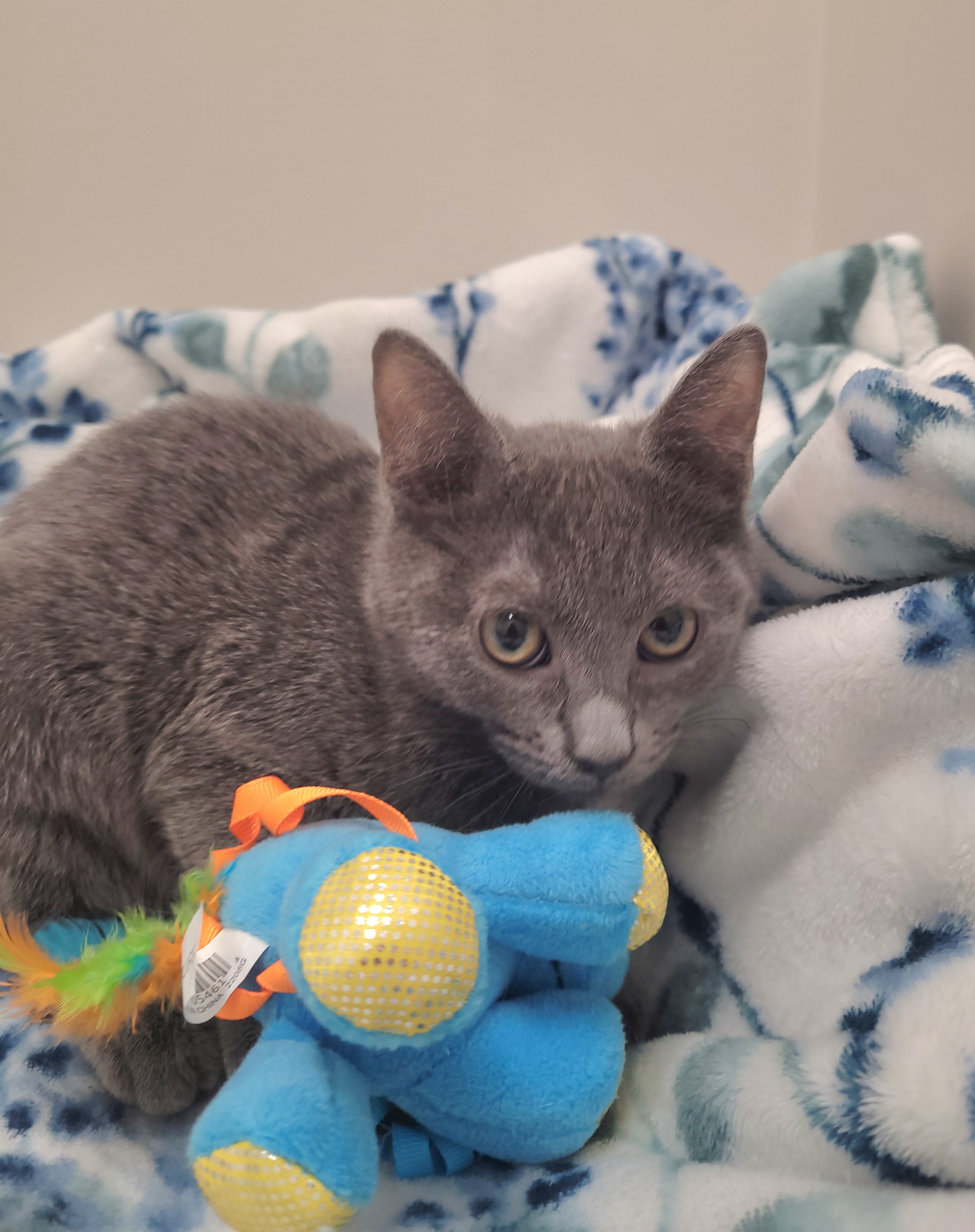 Cassie & Destiny, a Adoptable Domestic Short Hair in Charlotte, NC image 2/2