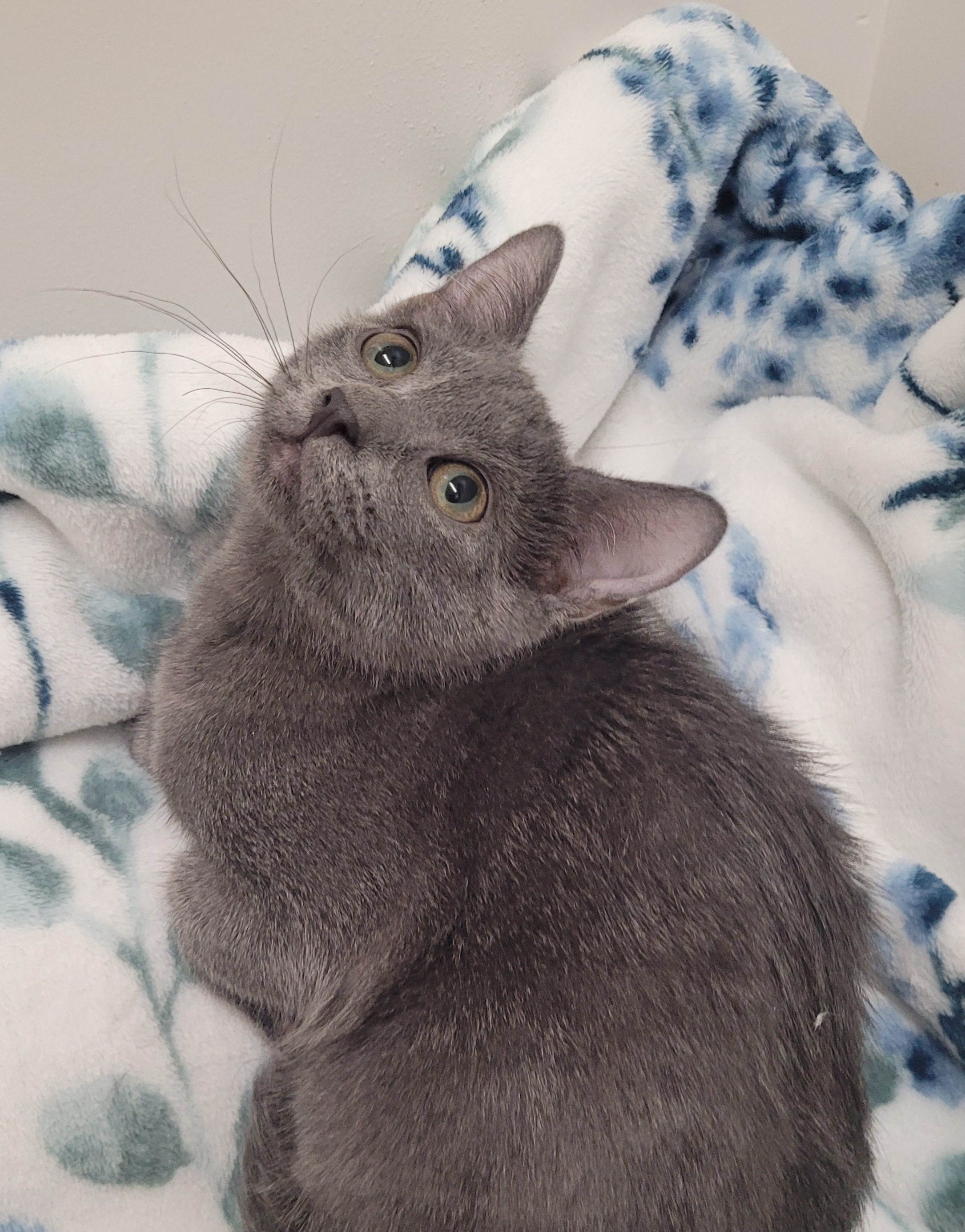 Cassie & Destiny, a Adoptable Domestic Short Hair in Charlotte, NC image 1/2