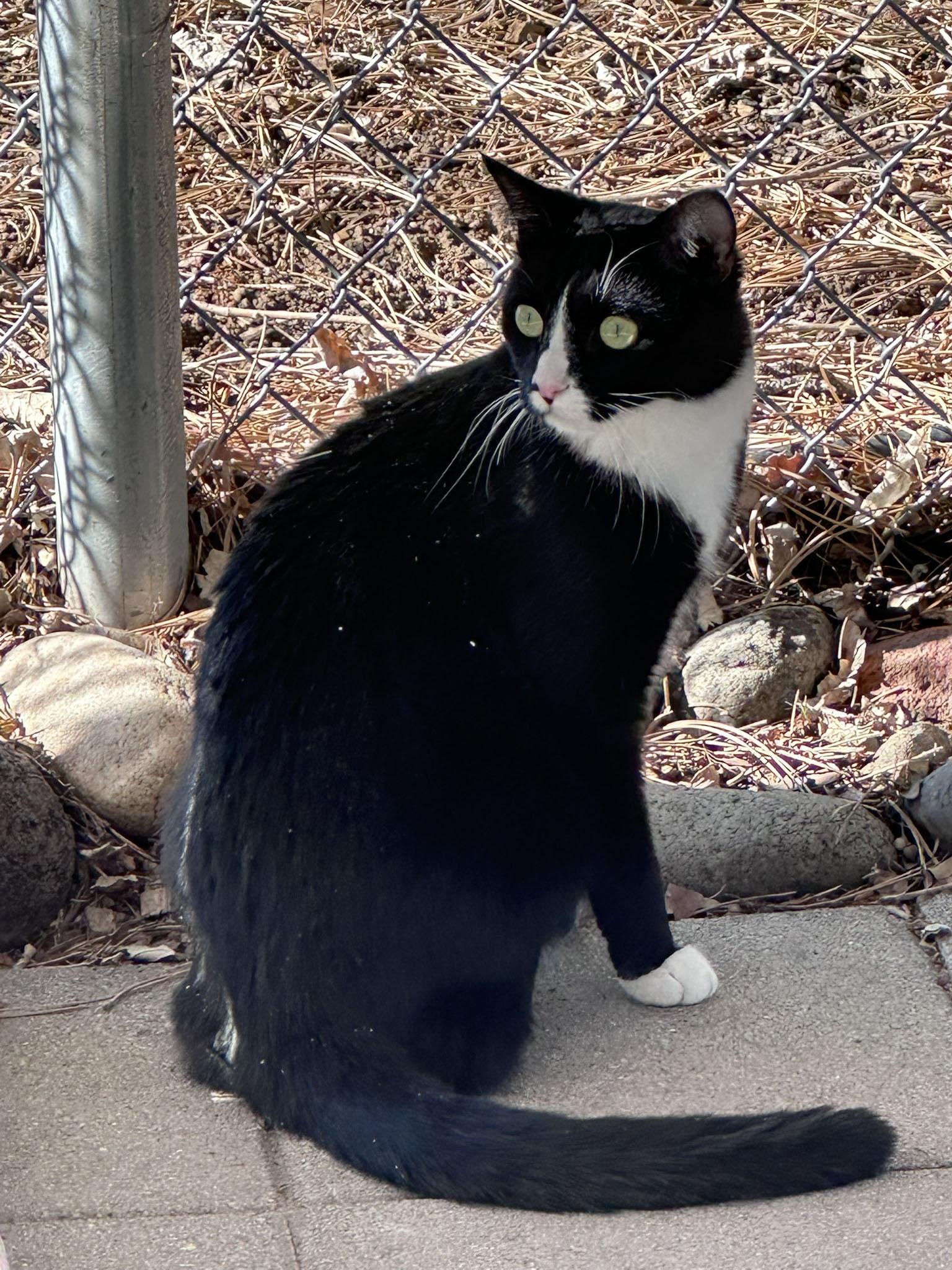 Walter, a ADOPTABLE Domestic Medium Hair in Gardnerville, NV image 4/4