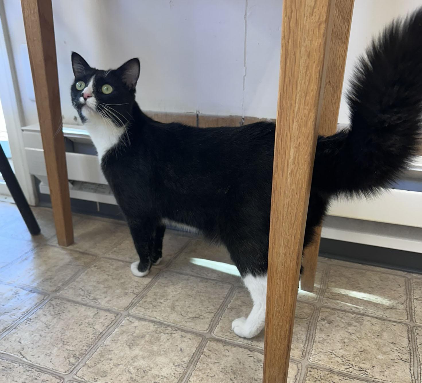 Walter, a ADOPTABLE Domestic Medium Hair in Gardnerville, NV image 2/4