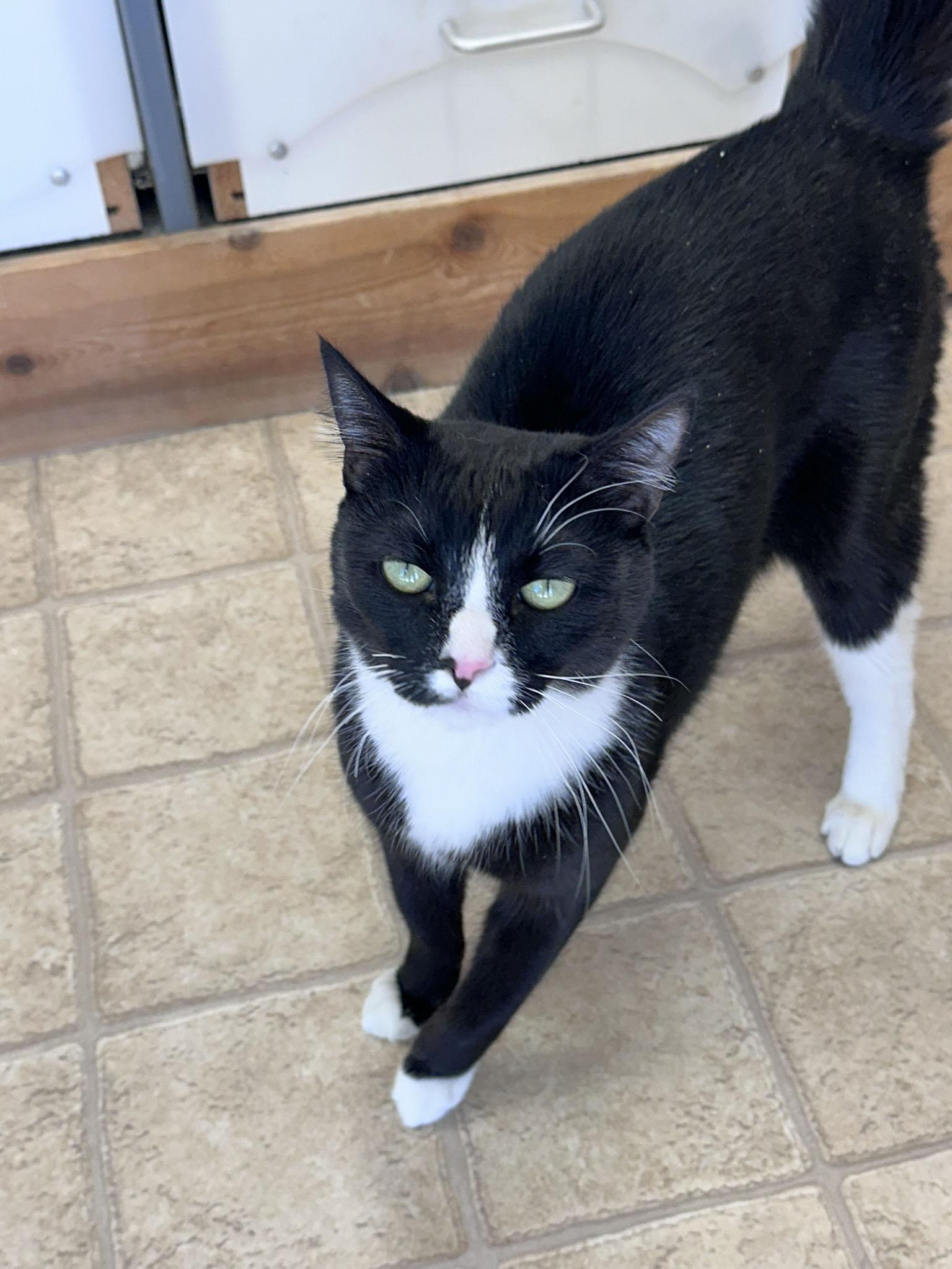Walter, ADOPTABLE, Adult Male Domestic Medium Hair.
