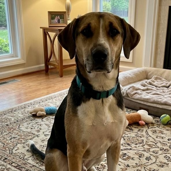 Enlarge **FERDINAND**, a Adoptable mixed breed in North Prairie, WI image 1/2