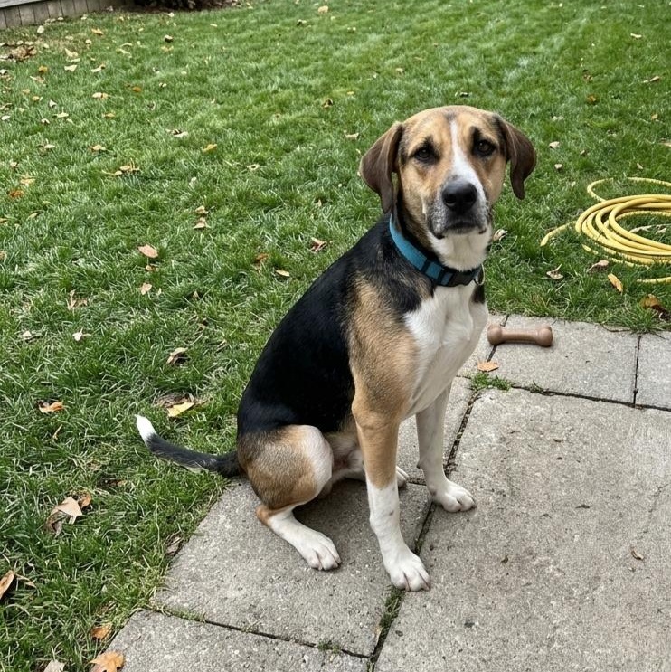 Enlarge **FERDINAND**, a Adoptable mixed breed in North Prairie, WI image 2/2