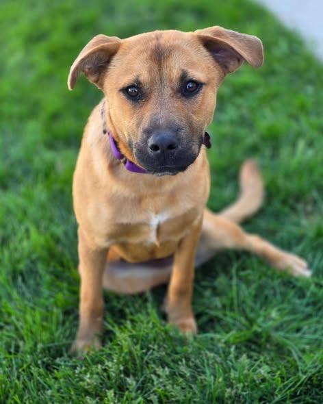 Reflection, an adopted mixed breed in Merrillville, IN image 2/5