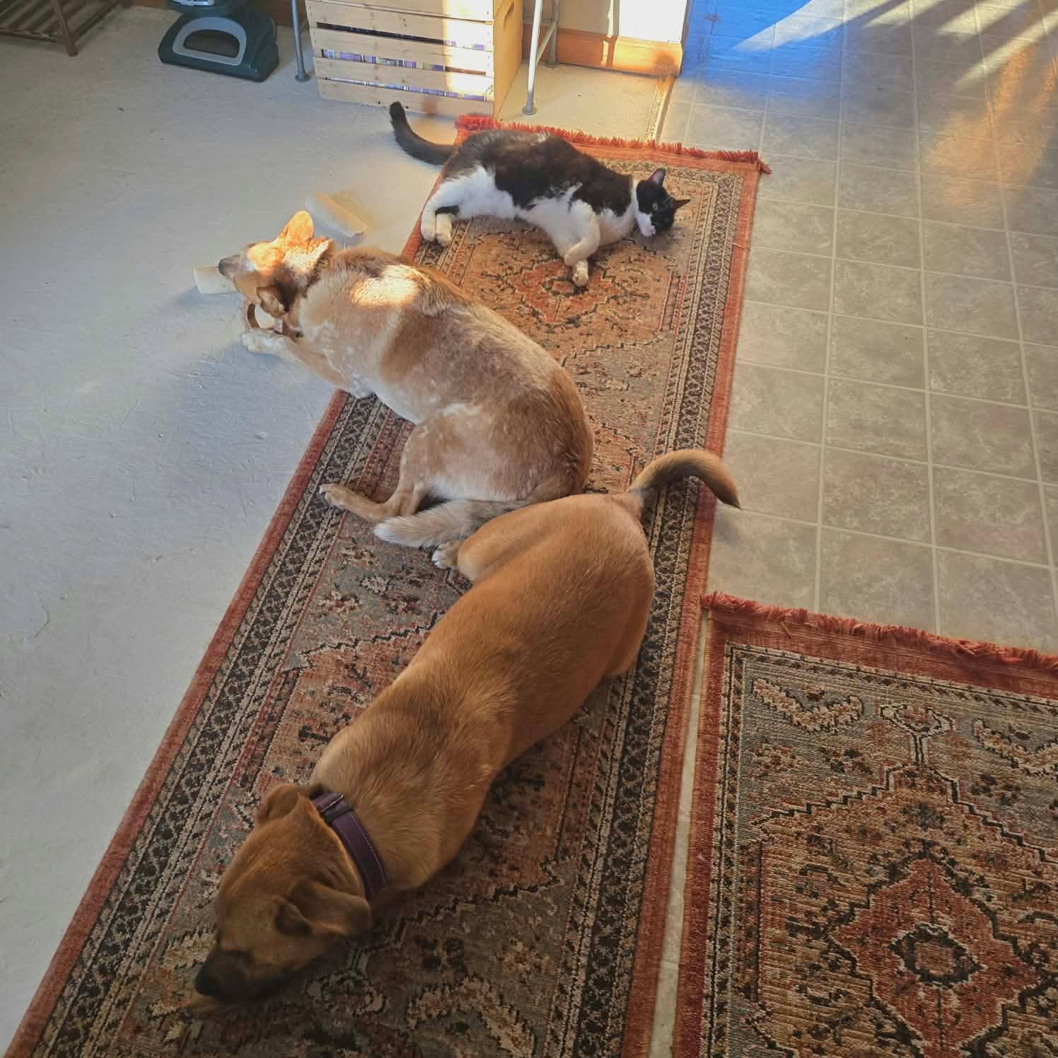 Reflection, an adopted mixed breed in Merrillville, IN image 5/5