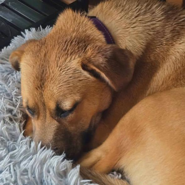 Reflection, an adopted mixed breed in Merrillville, IN image 4/5