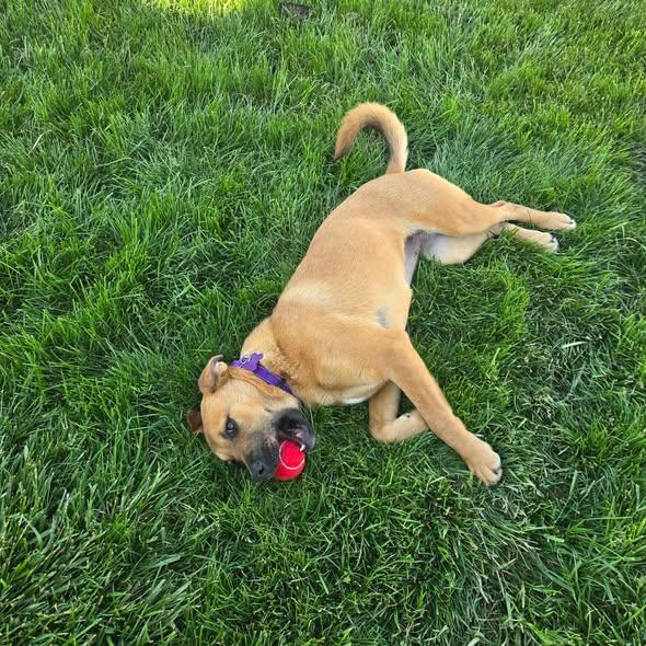 Reflection, an adopted mixed breed in Merrillville, IN image 3/5
