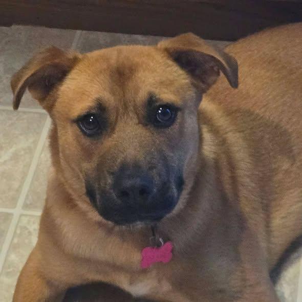Reflection, adopted, Young Female Shepherd.