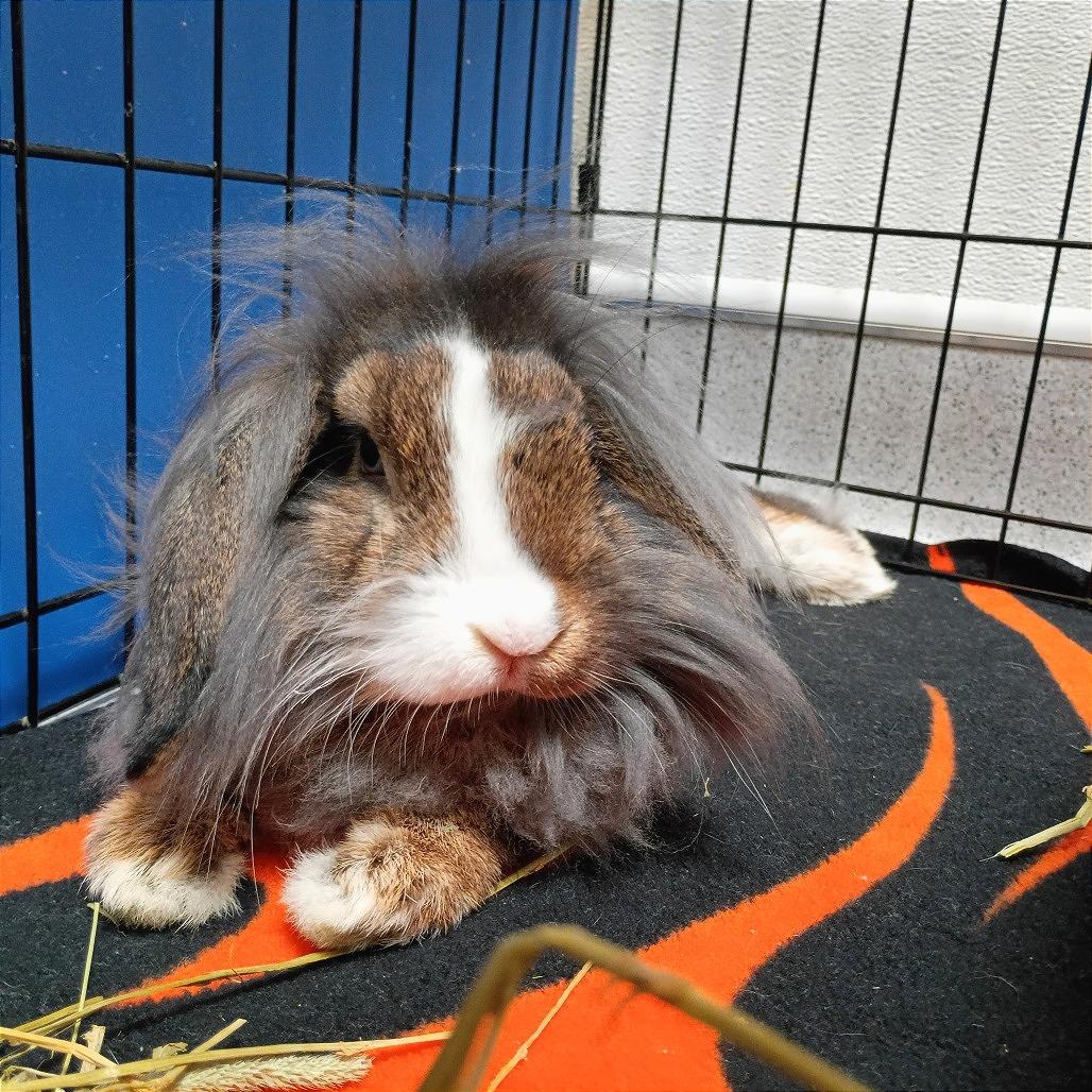 Lepus, Adoptable, Baby Male Lionhead & Bunny Rabbit.