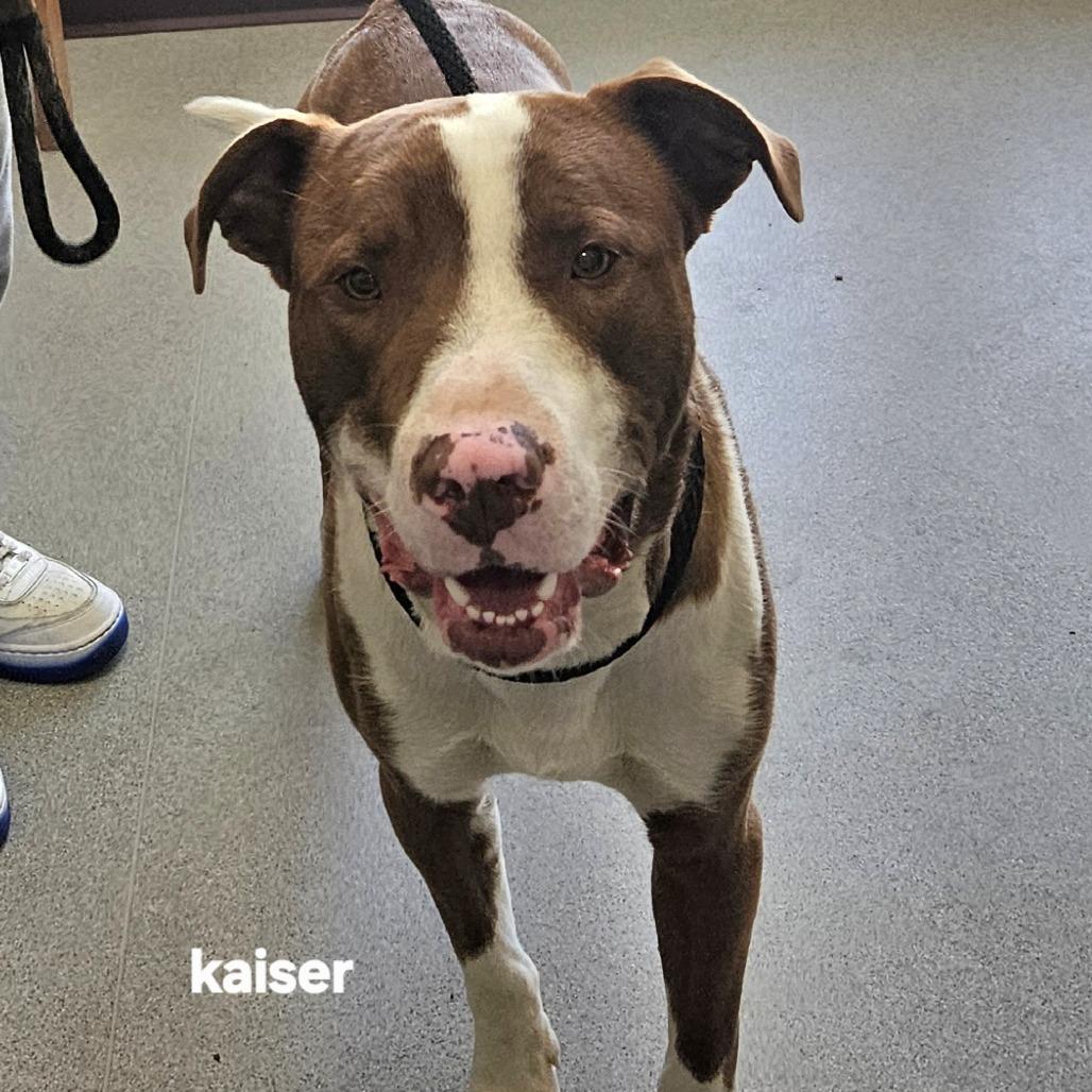 Kaiser, Adoptable, Young Male Mixed Breed.