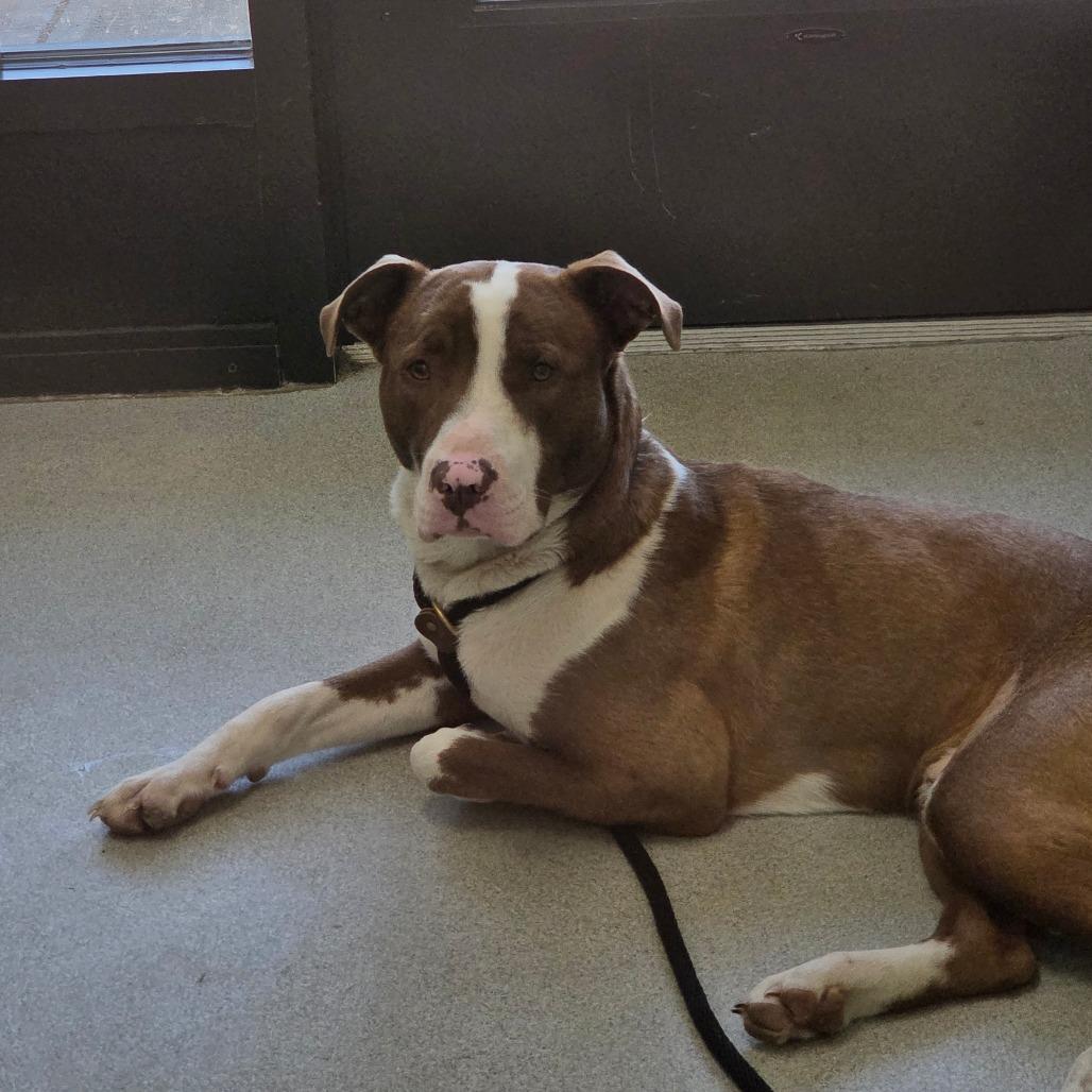 Enlarge Kaiser, a Adoptable Mixed Breed in Ballston Spa, NY image 2/3