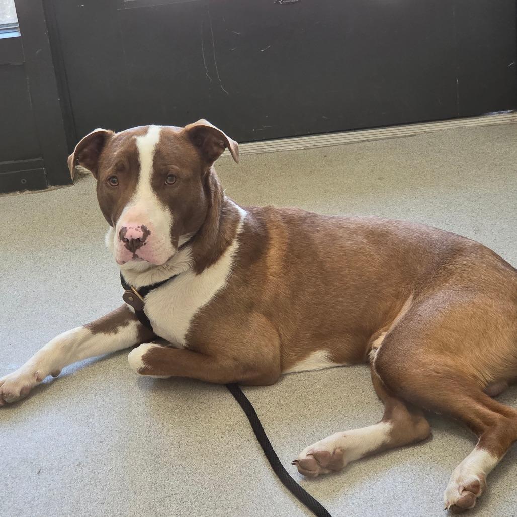 Enlarge Kaiser, a Adoptable Mixed Breed in Ballston Spa, NY image 3/3