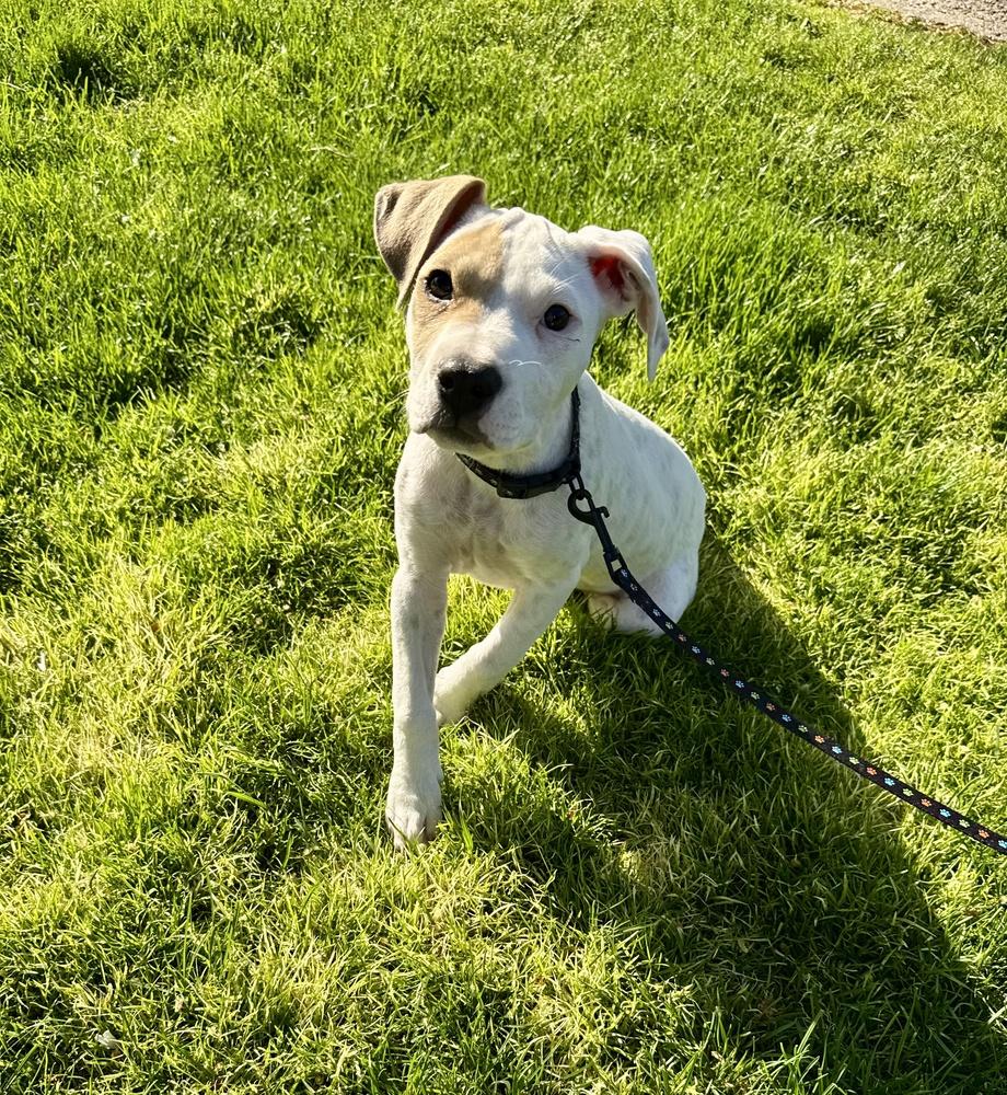 Dax, Adoptable, Puppy Male Hound.