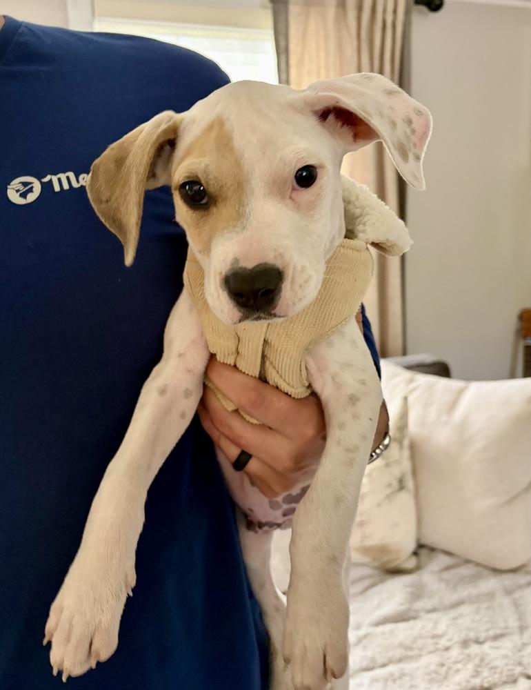 Enlarge Dax, a Adoptable mixed breed in Greenlawn, NY image 2/6