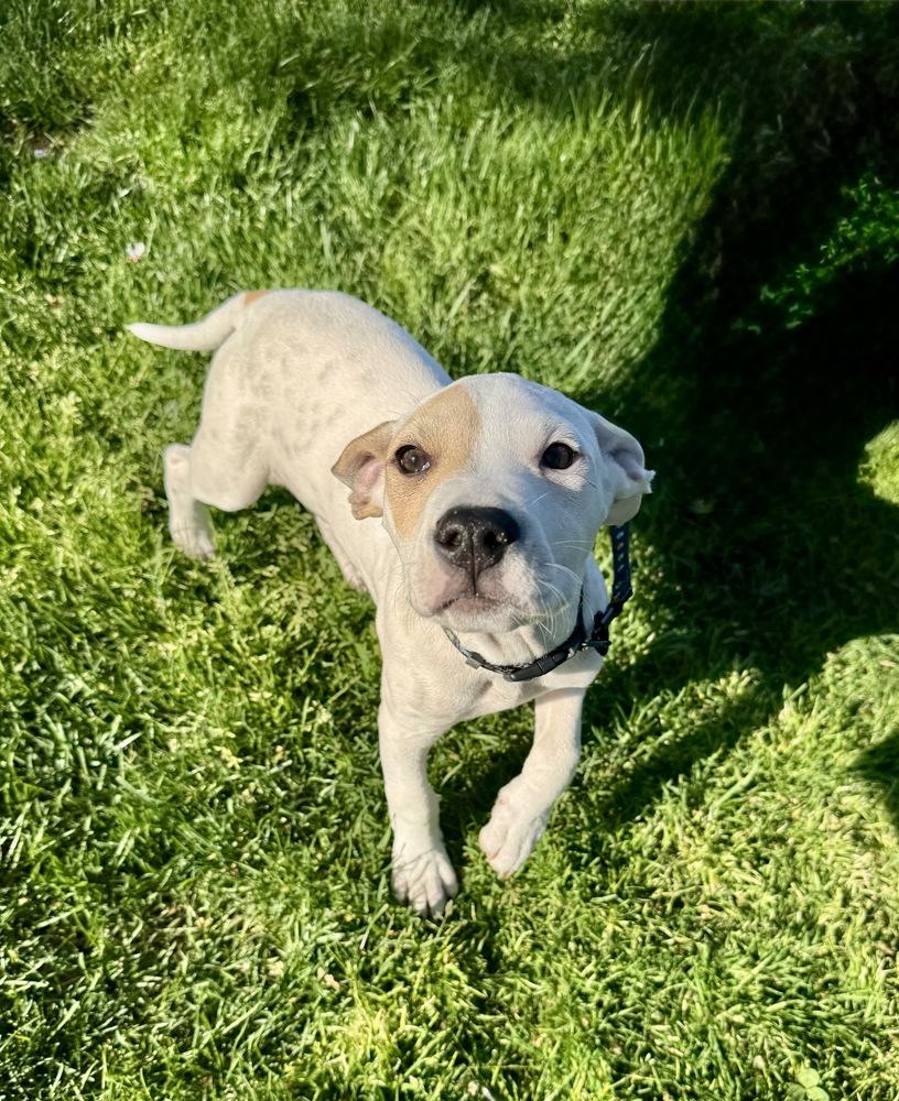 Dax, a Adoptable mixed breed in Greenlawn, NY image 2/6