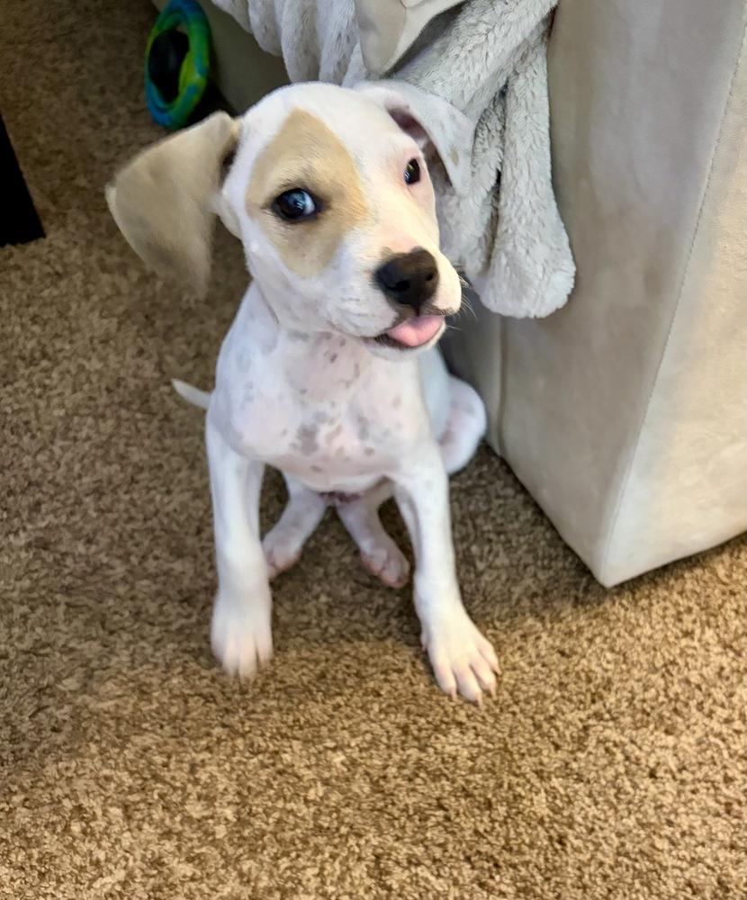 Enlarge Dax, a Adoptable mixed breed in Greenlawn, NY image 3/6