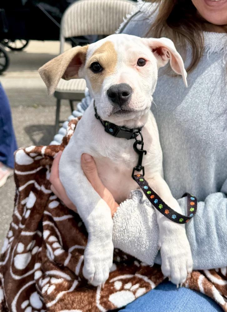 Dax, a Adoptable mixed breed in Greenlawn, NY image 4/6