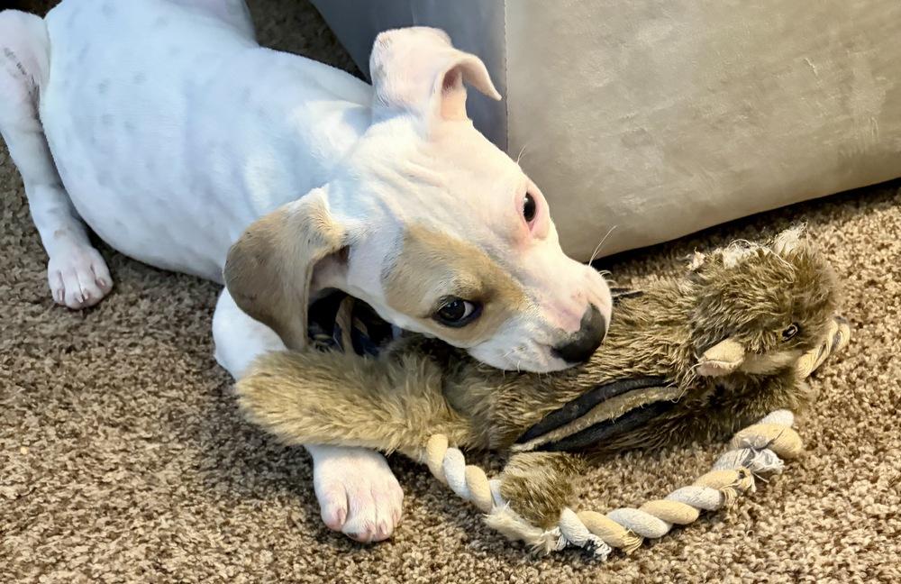 Enlarge Dax, a Adoptable mixed breed in Greenlawn, NY image 4/6