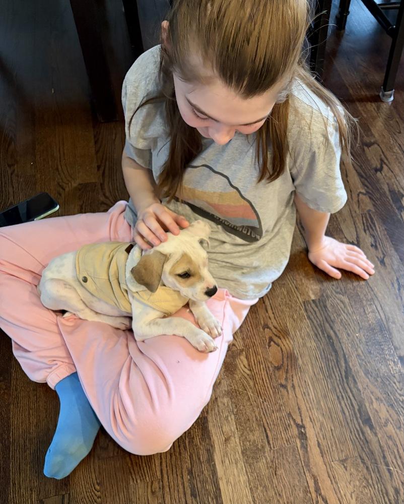 Enlarge Dax, a Adoptable mixed breed in Greenlawn, NY image 5/6