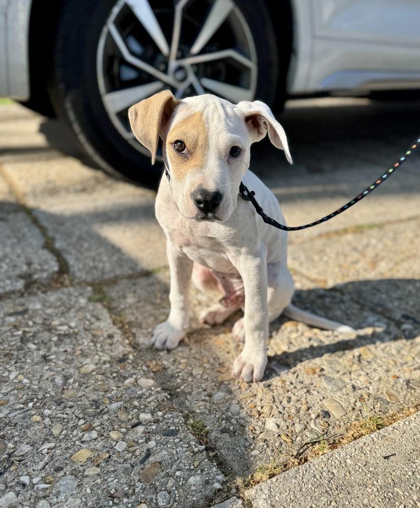 Dax, a Adoptable mixed breed in Greenlawn, NY image 5/6