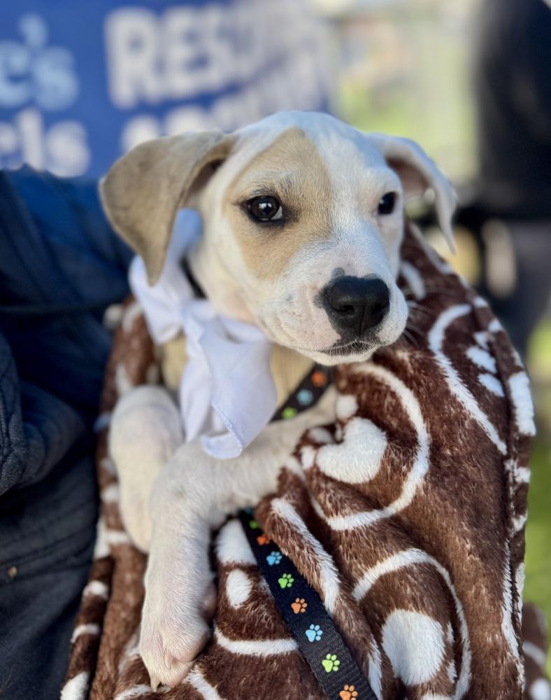 Enlarge Dax, a Adoptable mixed breed in Greenlawn, NY image 6/6