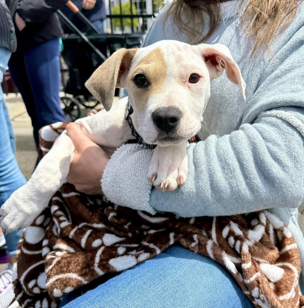 Dax, a Adoptable mixed breed in Greenlawn, NY image 6/6