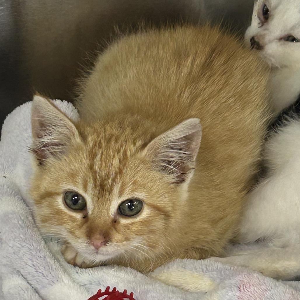 Winston, Adoptable, Kitten Male Domestic Medium Hair.