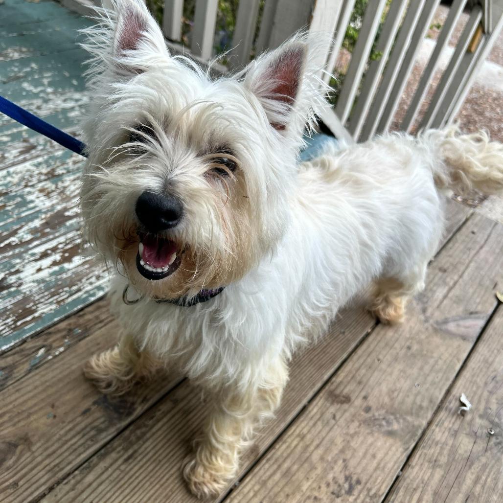 Bailey (Benefactor Dog) — thumbnail 2