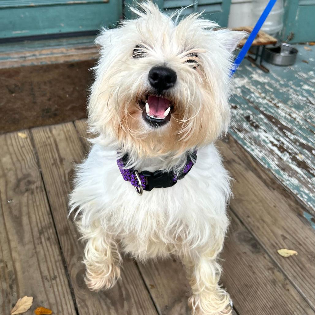 Bailey (Benefactor Dog) — thumbnail 3