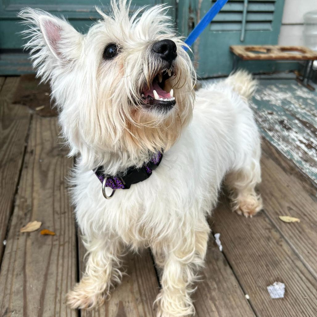 Bailey (Benefactor Dog) — thumbnail 4