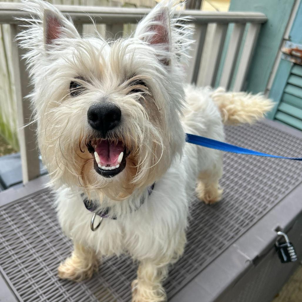 Bailey (Benefactor Dog) — thumbnail 5