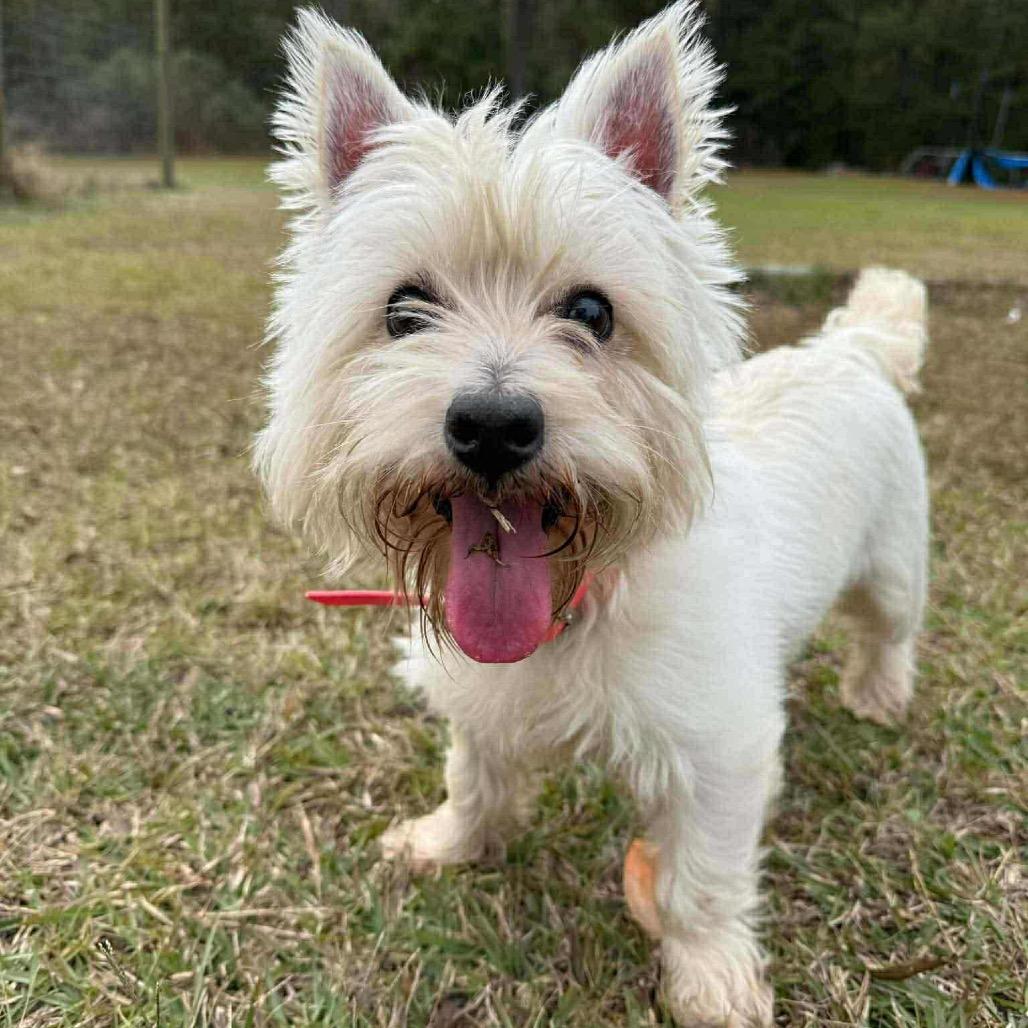 Bailey (Benefactor Dog) — thumbnail 6