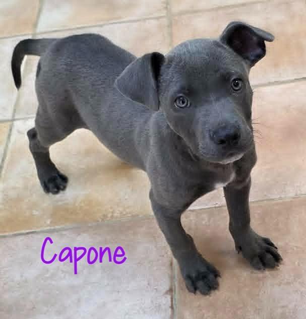 Capone, Adoptable, Puppy Male Pit Bull Terrier.