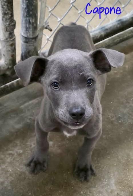 Capone, Adoptable, Puppy Male Pit Bull Terrier.