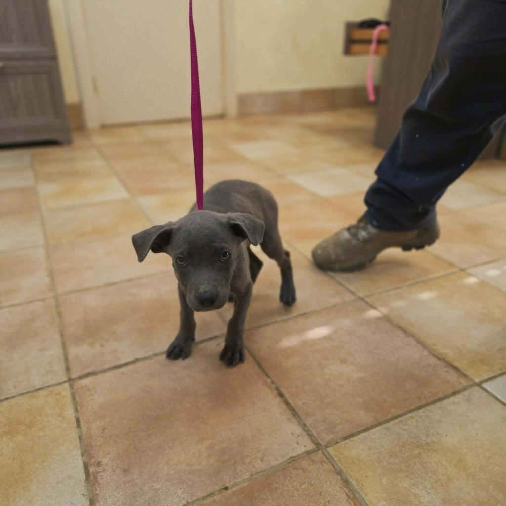 Capone, a Adoptable mixed breed in California City, CA image 2/2