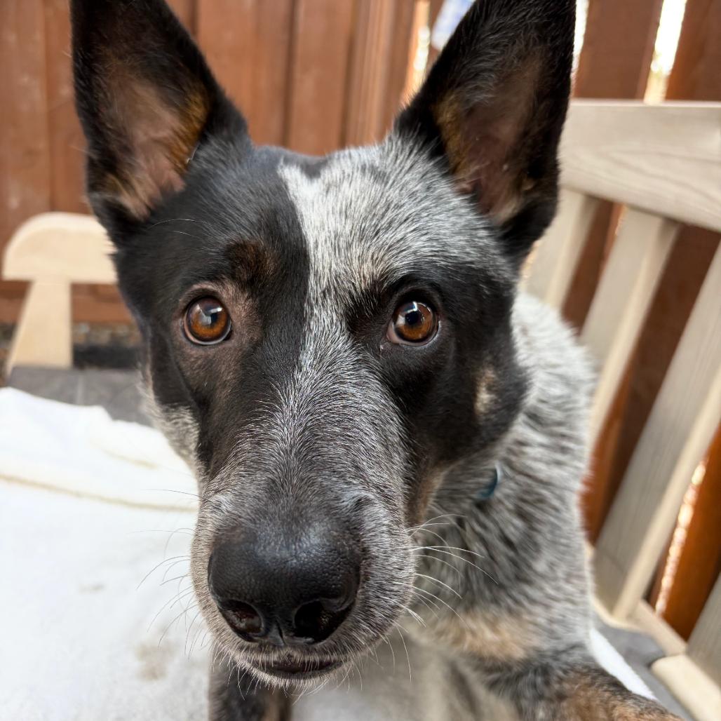 Enlarge Plankton, a Adoptable Australian Cattle Dog / Blue Heeler in Portland, OR image 1/5