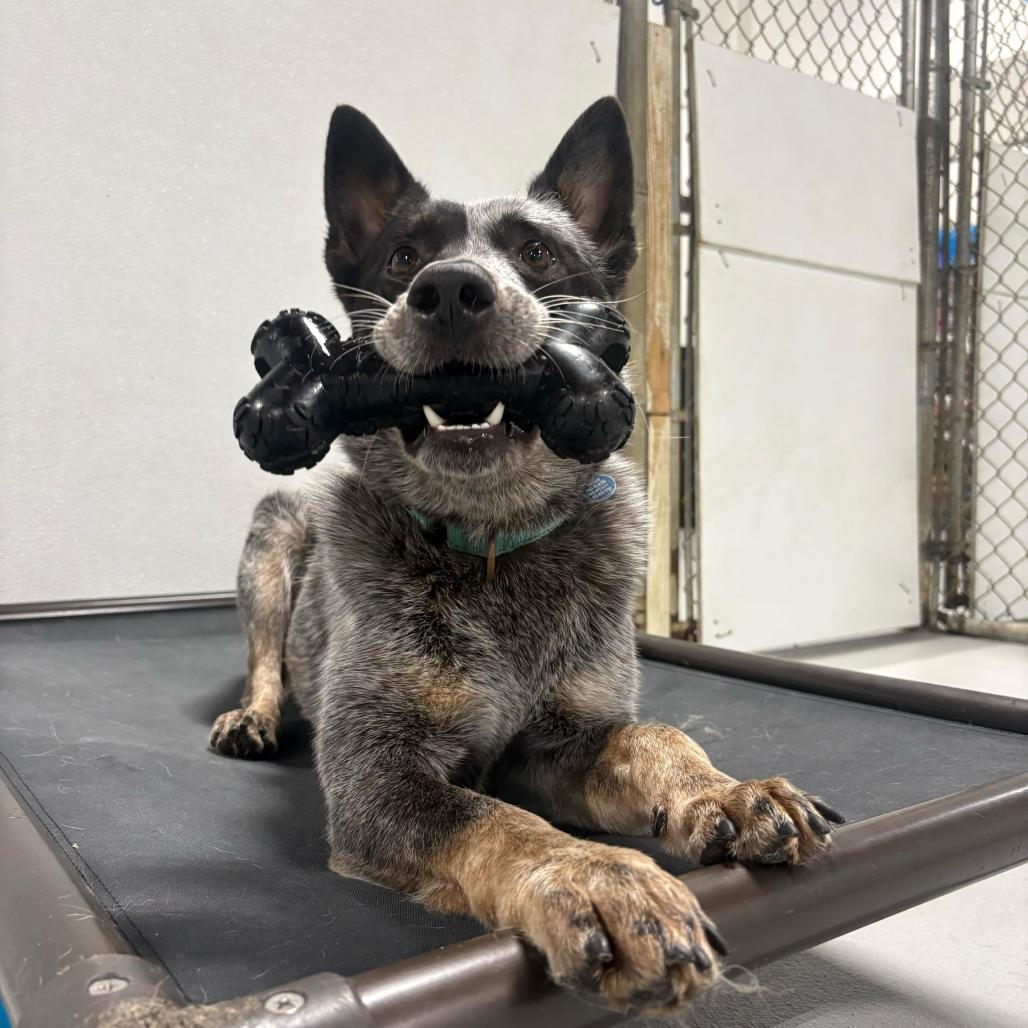 Enlarge Plankton, a Adoptable Australian Cattle Dog / Blue Heeler in Portland, OR image 2/5
