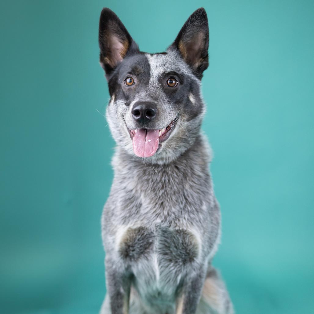 Enlarge Plankton, a Adoptable Australian Cattle Dog / Blue Heeler in Portland, OR image 3/5