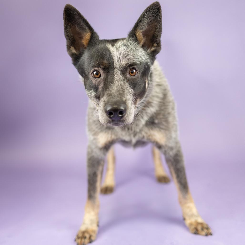 Enlarge Plankton, a Adoptable Australian Cattle Dog / Blue Heeler in Portland, OR image 1/1