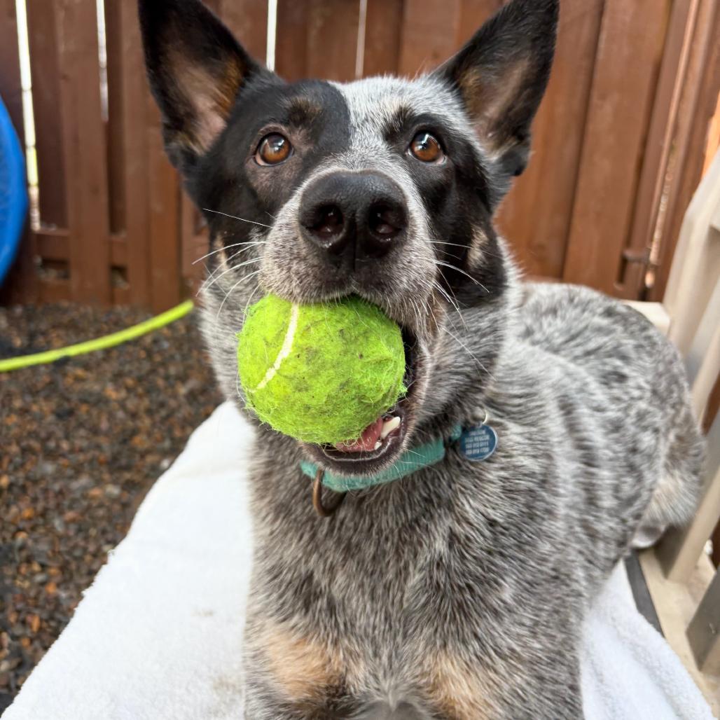 Enlarge Plankton, a Adoptable Australian Cattle Dog / Blue Heeler in Portland, OR image 5/5