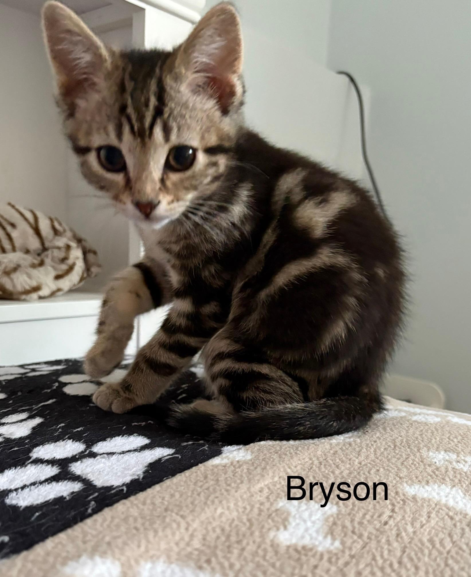 Bryson, Baby Male Tiger