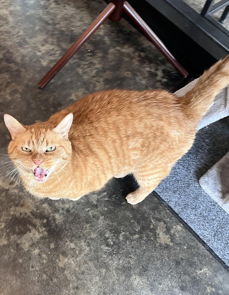Enlarge Tuffy***@ Whisker Room Cafe***, a Adoptable Domestic Short Hair in Muskegon, MI image 1/6