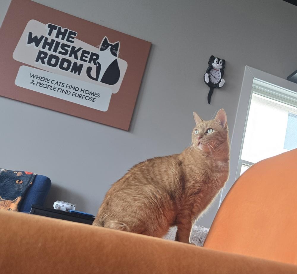Enlarge Tuffy***@ Whisker Room Cafe***, a Adoptable Domestic Short Hair in Muskegon, MI image 2/6