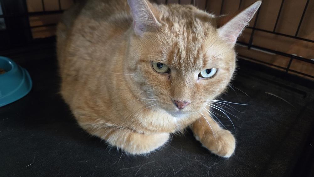 Enlarge Tuffy***@ Whisker Room Cafe***, a Adoptable Domestic Short Hair in Muskegon, MI image 3/6