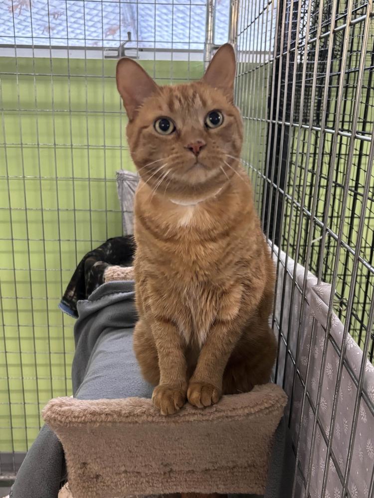 Enlarge Tuffy***@ Whisker Room Cafe***, a Adoptable Domestic Short Hair in Muskegon, MI image 5/6