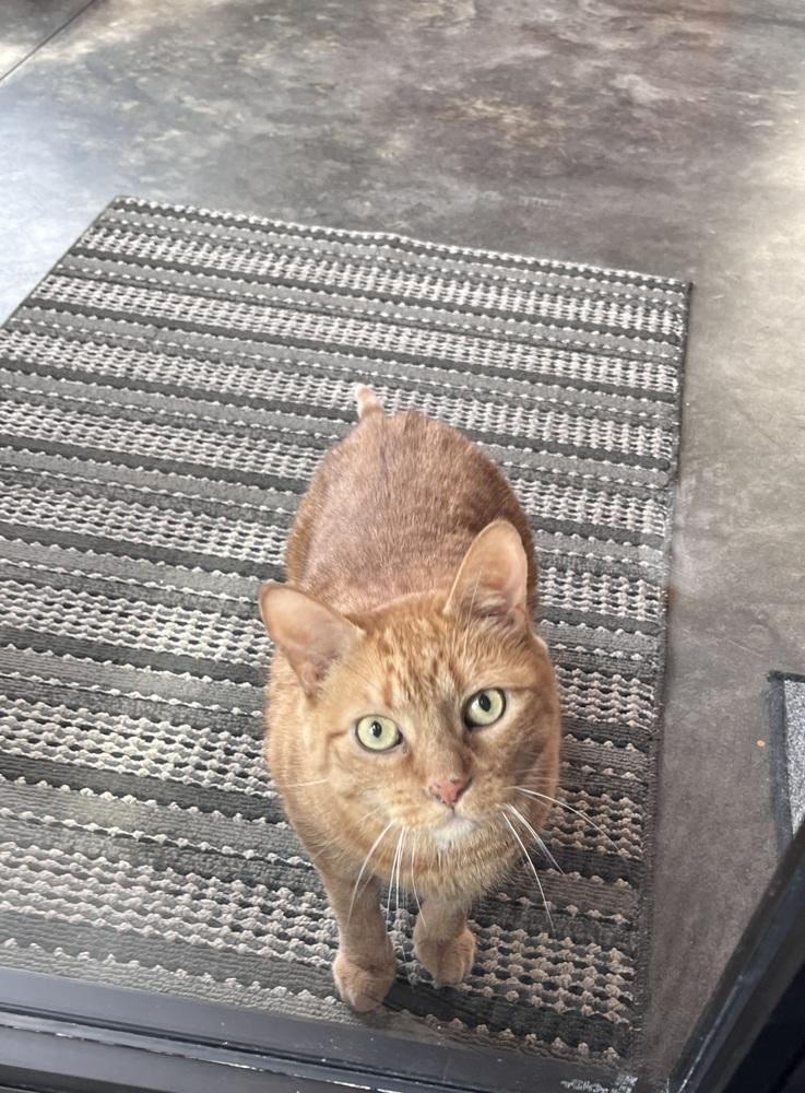 Enlarge Tuffy***@ Whisker Room Cafe***, a Adoptable Domestic Short Hair in Muskegon, MI image 6/6