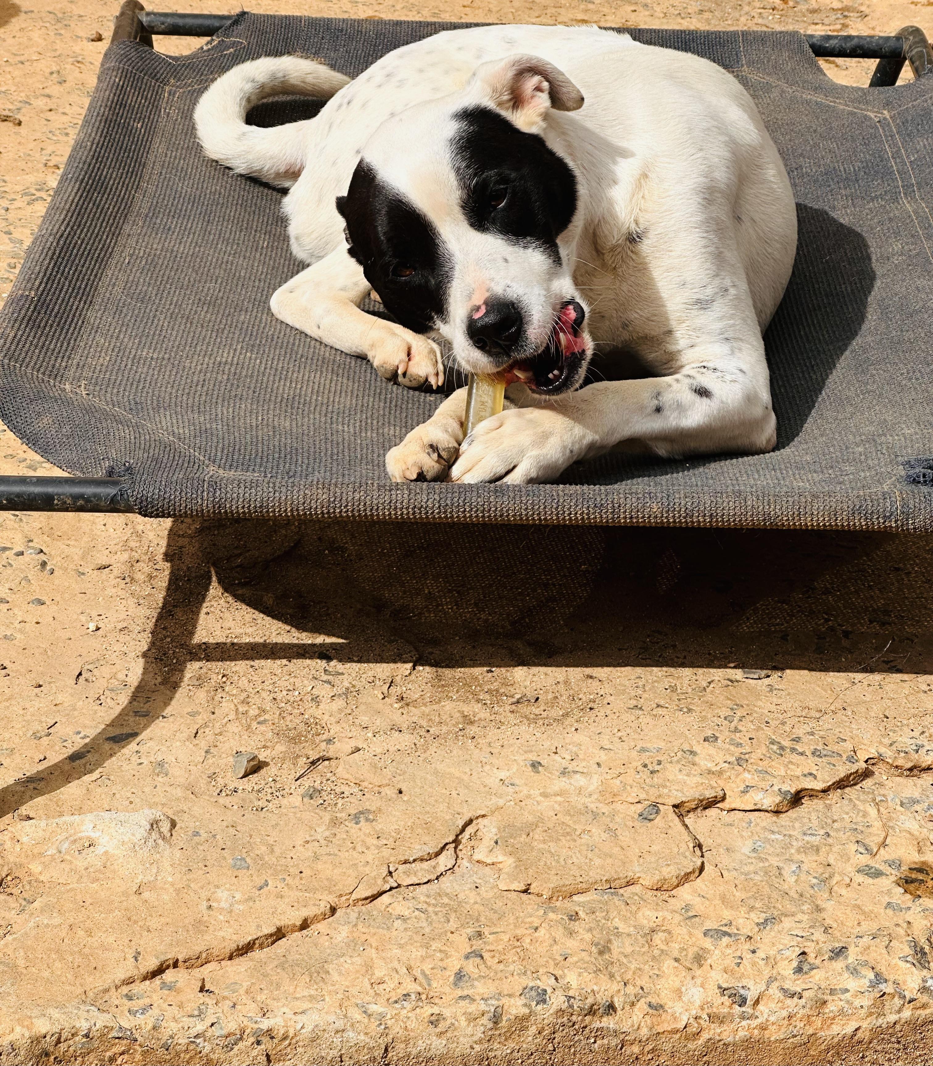 Emily, a Adoptable Mixed Breed in Harriman, TN image 1/5