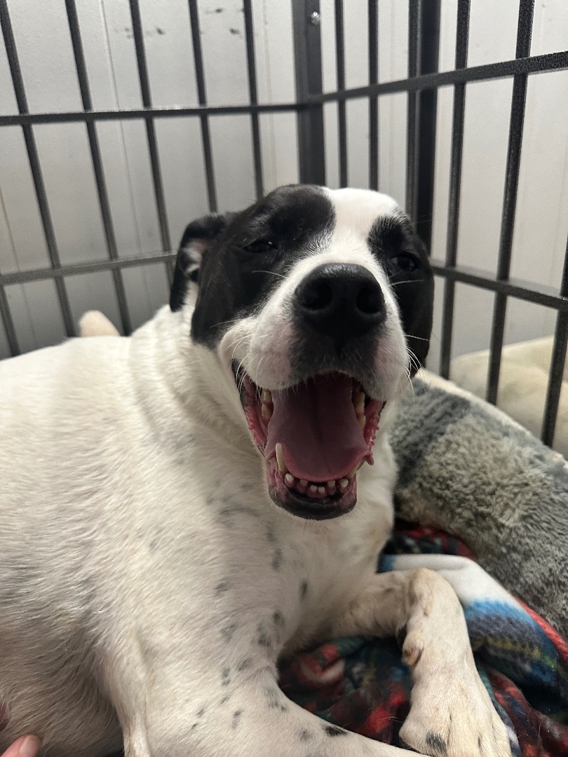 Emily, a Adoptable Mixed Breed in Harriman, TN image 4/5