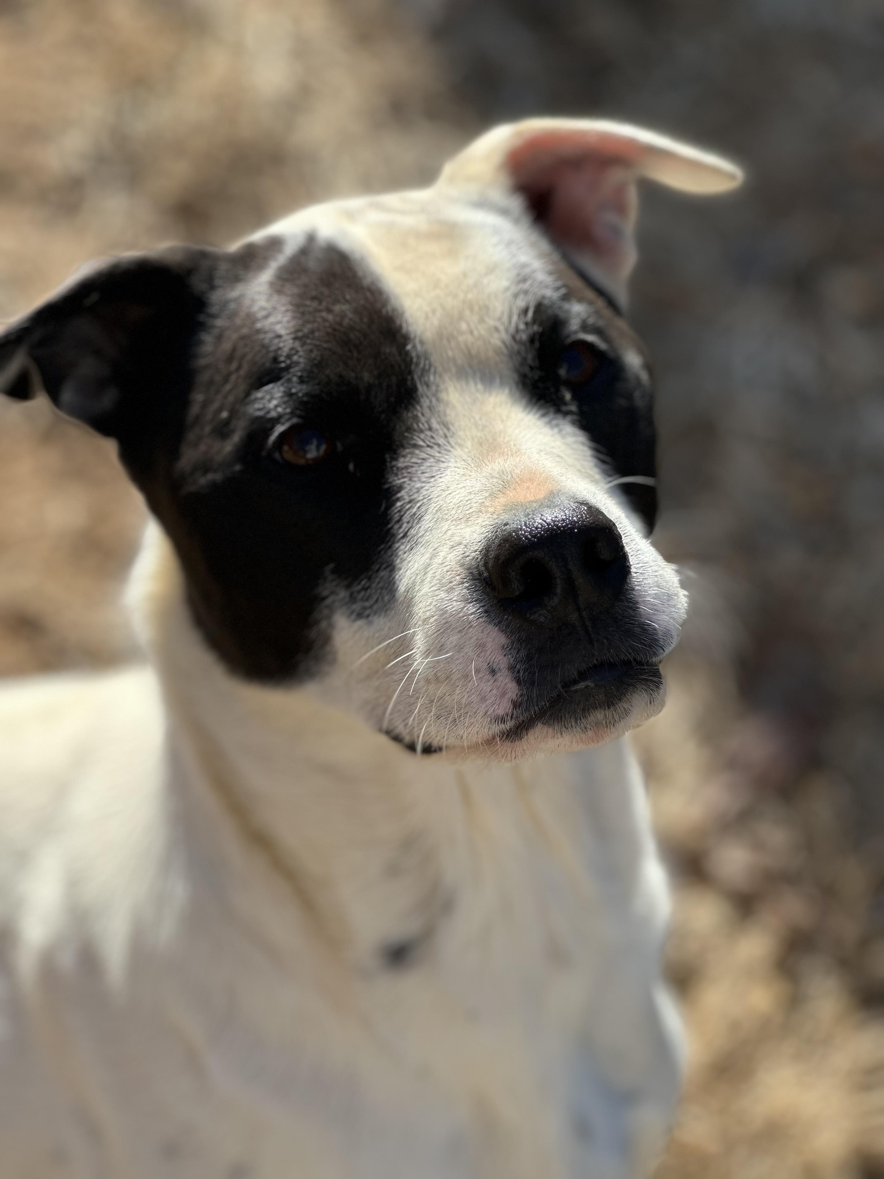 Emily, a Adoptable Mixed Breed in Harriman, TN image 3/5